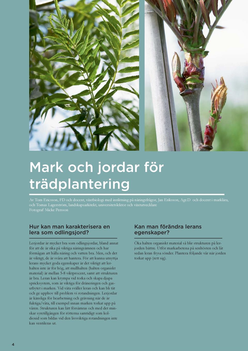 Lerjordar är mycket bra som odlingsjordar, bland annat för att de är rika på viktiga näringsämnen och har förmågan att hålla näring och vatten bra. Men, och det är viktigt, de är svåra att hantera.