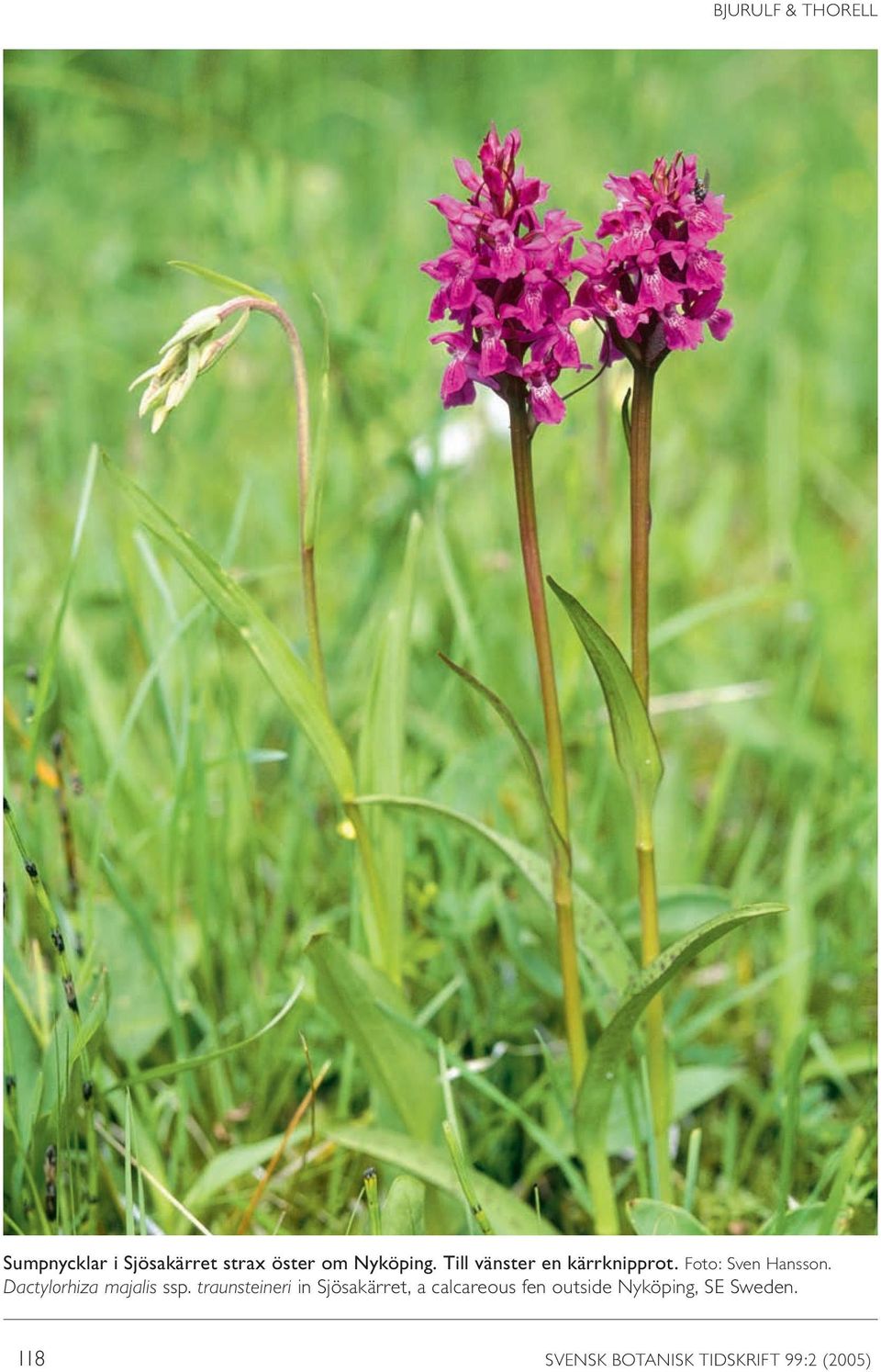 Dactylorhiza majalis ssp.