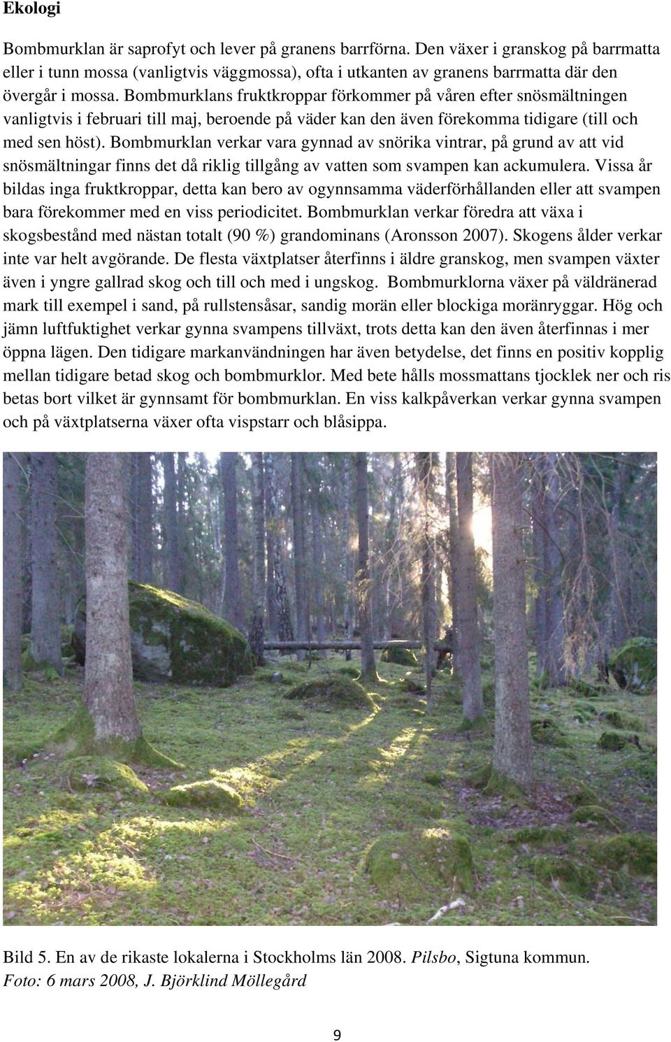 Bombmurklans fruktkroppar förkommer på våren efter snösmältningen vanligtvis i februari till maj, beroende på väder kan den även förekomma tidigare (till och med sen höst).