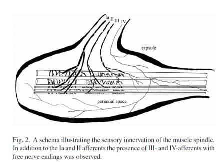It can also be speculated that massage and stretching may mechanically improve perfusion of the muscle spindles and empty the inflammatory soup.