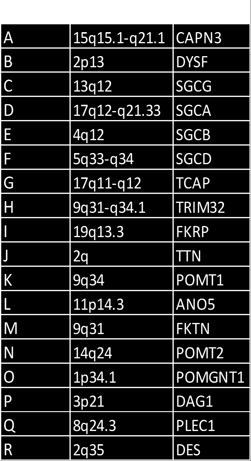 LGMD1 Kromosom Gen Protein A 5q31.2 TTID myotilin B 1q21 LMNA LaminA/C C 3p25.3 CAV3 Caveolin 3 D 7q36.3 DNAJB6 E 6q23 DES Desmin F 7q32.