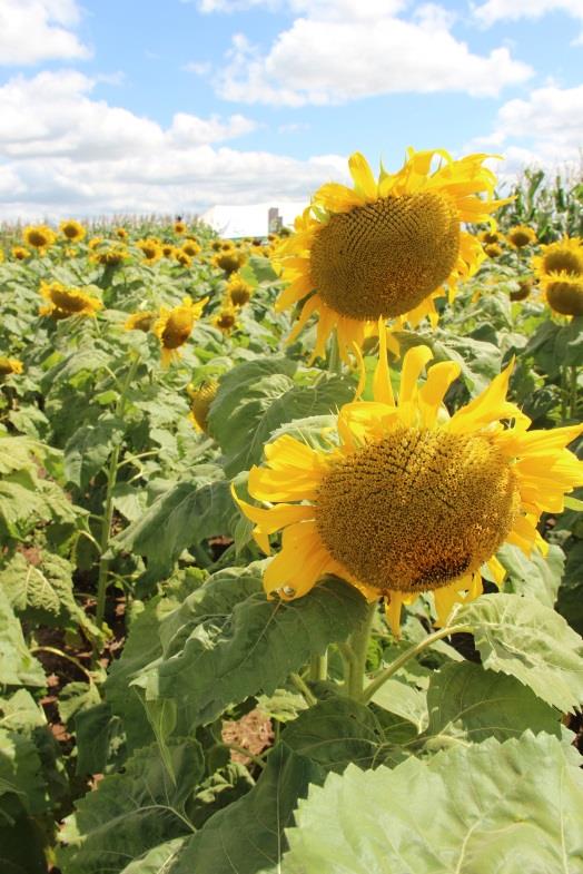 månad. Samtidigt pågår ett vårbruk på de obevattnade fälten inför de tilltagande regnen. På förmiddagen besöker vi storslagna Cena Farms som odlar främst majs och soja.