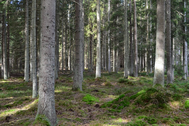 SKOGSFASTIGHET GULLABO