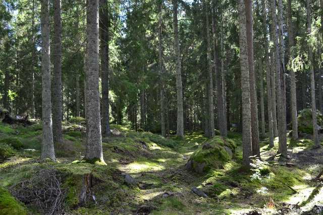 Allmänt Skogsfastighet belägen sydväst om Gullabo i byn Hästmahult. Fastigheten består av två skiften om totalt 21,6 ha varav 21 ha är skogsmark. Nästan all skog är mogen för föryngringsavverkning.