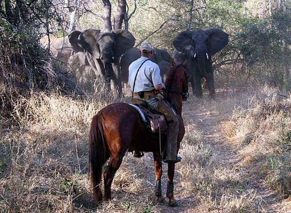 JUL & NYÅR I SYDAFRIKA RIDSAFARI BIG FIVE & VILDHÄSTAR Datum: 22/12 6/1 Pris per person: Platser: Totalt 8-10 platser Följ med på en riktigt häftig resa med storslagen ridsafari & bergsritter bland