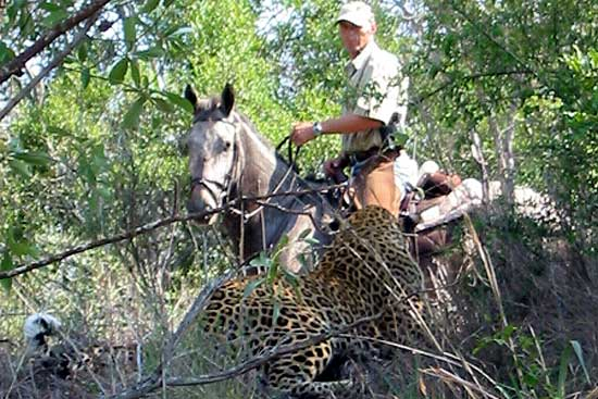 Krügerparkens fascinerande djurliv med några av Afrikas bästa safariupplevelser är en given komponent i Afrikaresan.