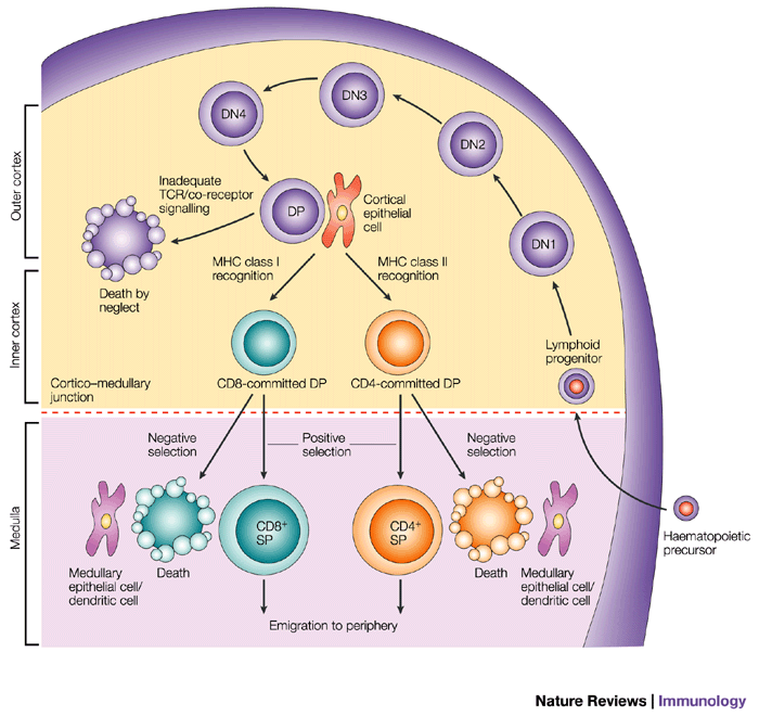 T-cellens mognad v 5-6 anläggs thymus v8-9 finns lymfocyter där