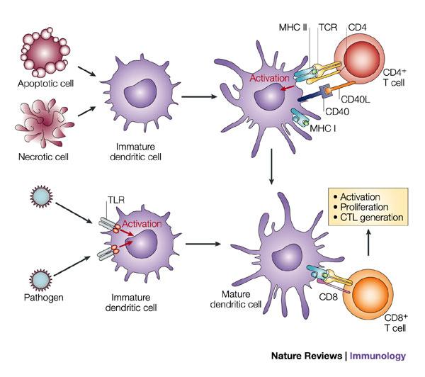 Priming av T celler styr vilka celler som utmognar Ag-T cells interaktionen leder till produktion av cytokiner Typ I svar: IFN, IL-12