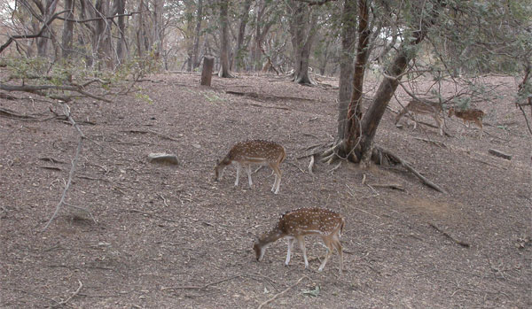 flodstranden uppehöll sig några flodvipor och en gråfiskare likaså. Körde vidare i kvällningen mot Chambal Safari Lodge dit vi anlände vid sjutiden.