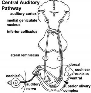 Afferenta nervbanor (sensoriska) Hörselnerven (Nervus vestibulocochlearis, kranialnerv VIII) I de vätskefyllda hålrummen i cochlean har ljudvågor omvandlats till elektriska impulser som bär på