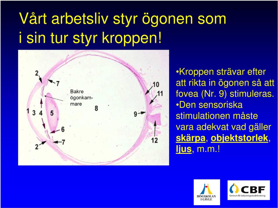 (Nr. 9) stimuleras.