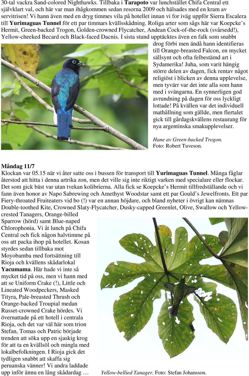 Roliga arter som sågs här var Koepcke s Hermit, Green-backed Trogon, Golden-crowned Flycatcher, Andean Cock-of-the-rock (svårsedd!), Yellow-cheeked Becard och Black-faced Dacnis.