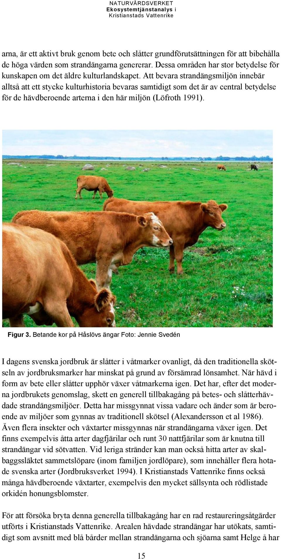 Att bevara strandängsmiljön innebär alltså att ett stycke kulturhistoria bevaras samtidigt som det är av central betydelse för de hävdberoende arterna i den här miljön (Löfroth 1991). Figur 3.