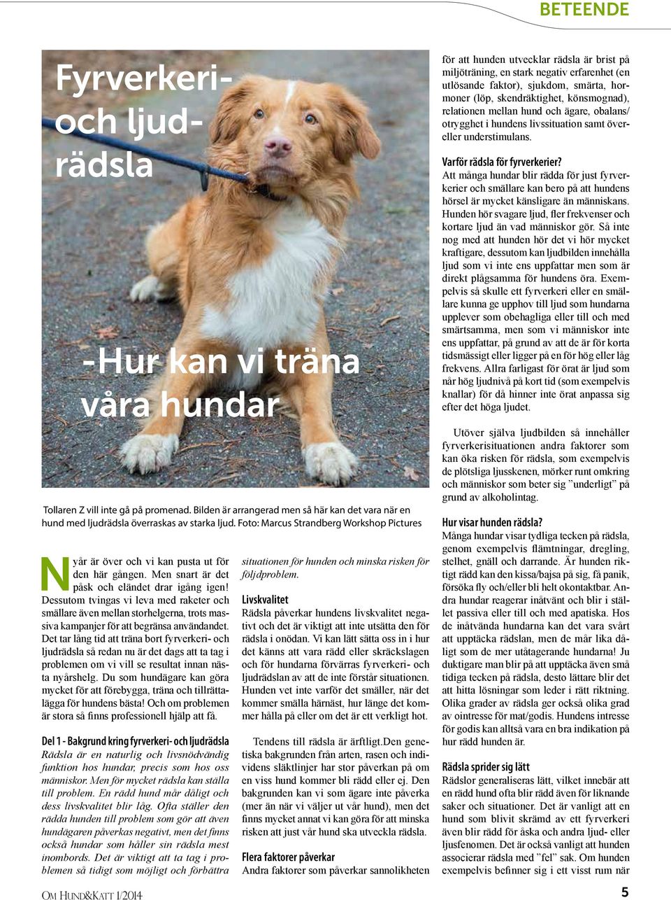 situationen för hunden och minska risken för följdproblem. - PDF ...