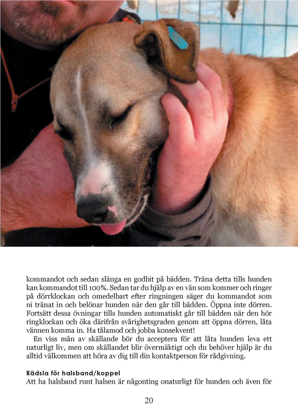 Fortsätt dessa övningar tills hunden automatiskt går till bädden när den hör ringklockan och öka därifrån svårighetsgraden genom att öppna dörren, låta vännen komma in.