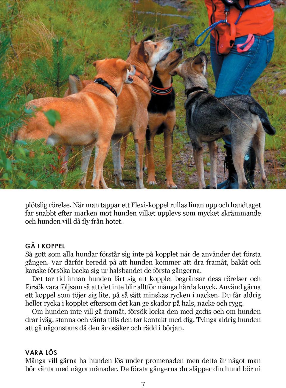 Var därför beredd på att hunden kommer att dra framåt, bakåt och kanske försöka backa sig ur halsbandet de första gångerna.