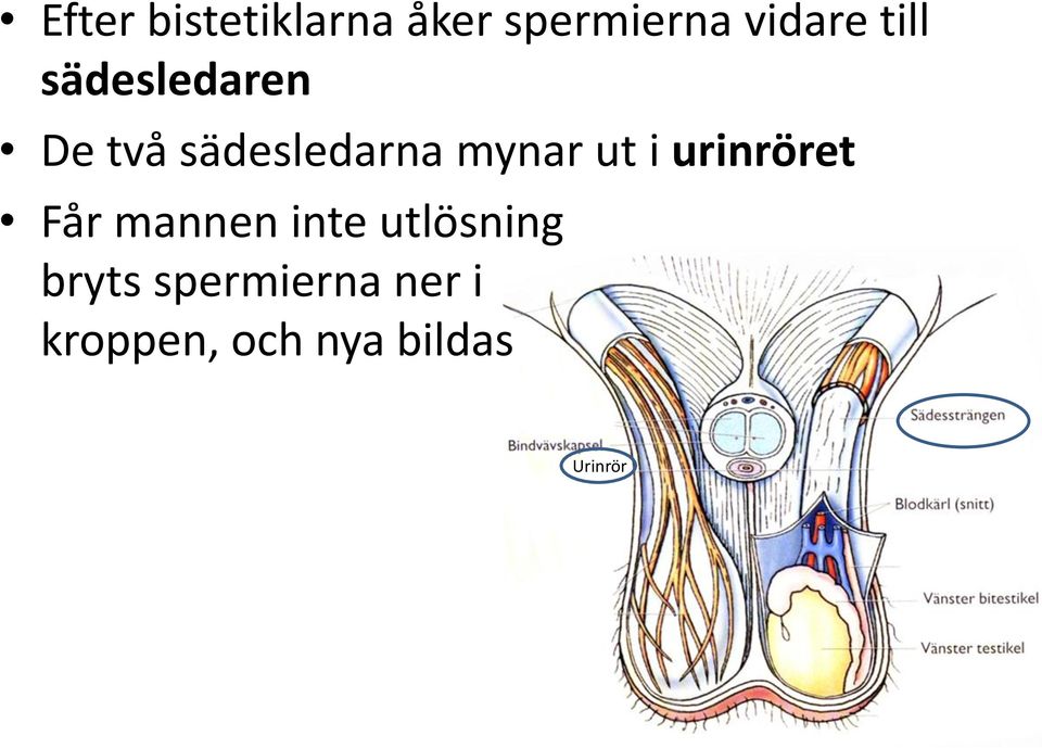 ut i urinröret Får mannen inte utlösning