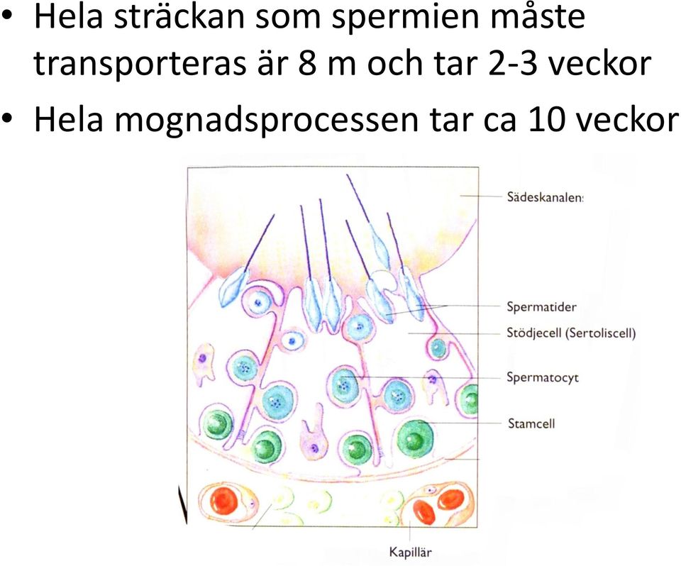 och tar 2-3 veckor Hela
