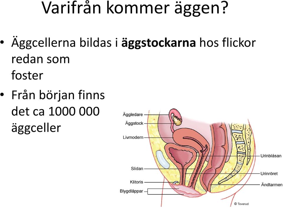 äggstockarna hos flickor redan