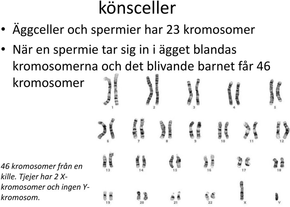 det blivande barnet får 46 kromosomer 46 kromosomer från