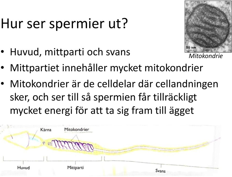 mitokondrier Mitokondrie Mitokondrier är de celldelar där