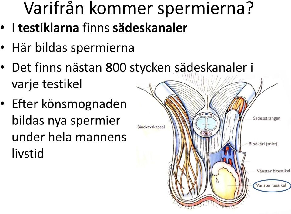 spermierna Det finns nästan 800 stycken