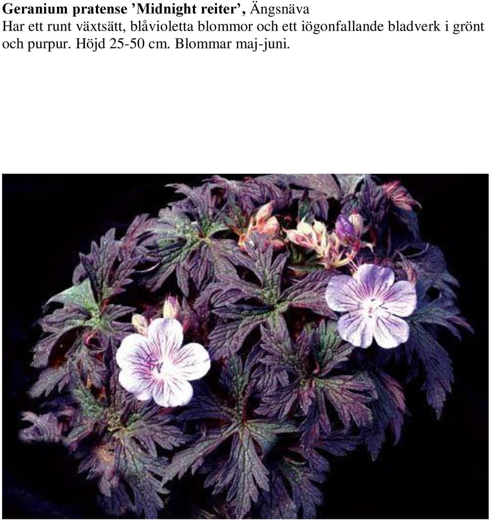 blåvioletta blommor och ett iögonfallande