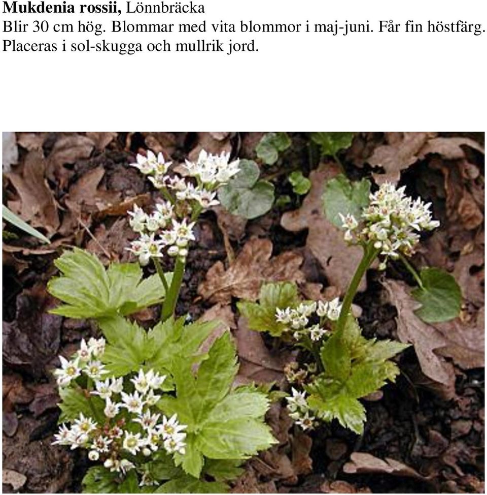 Blommar med vita blommor i