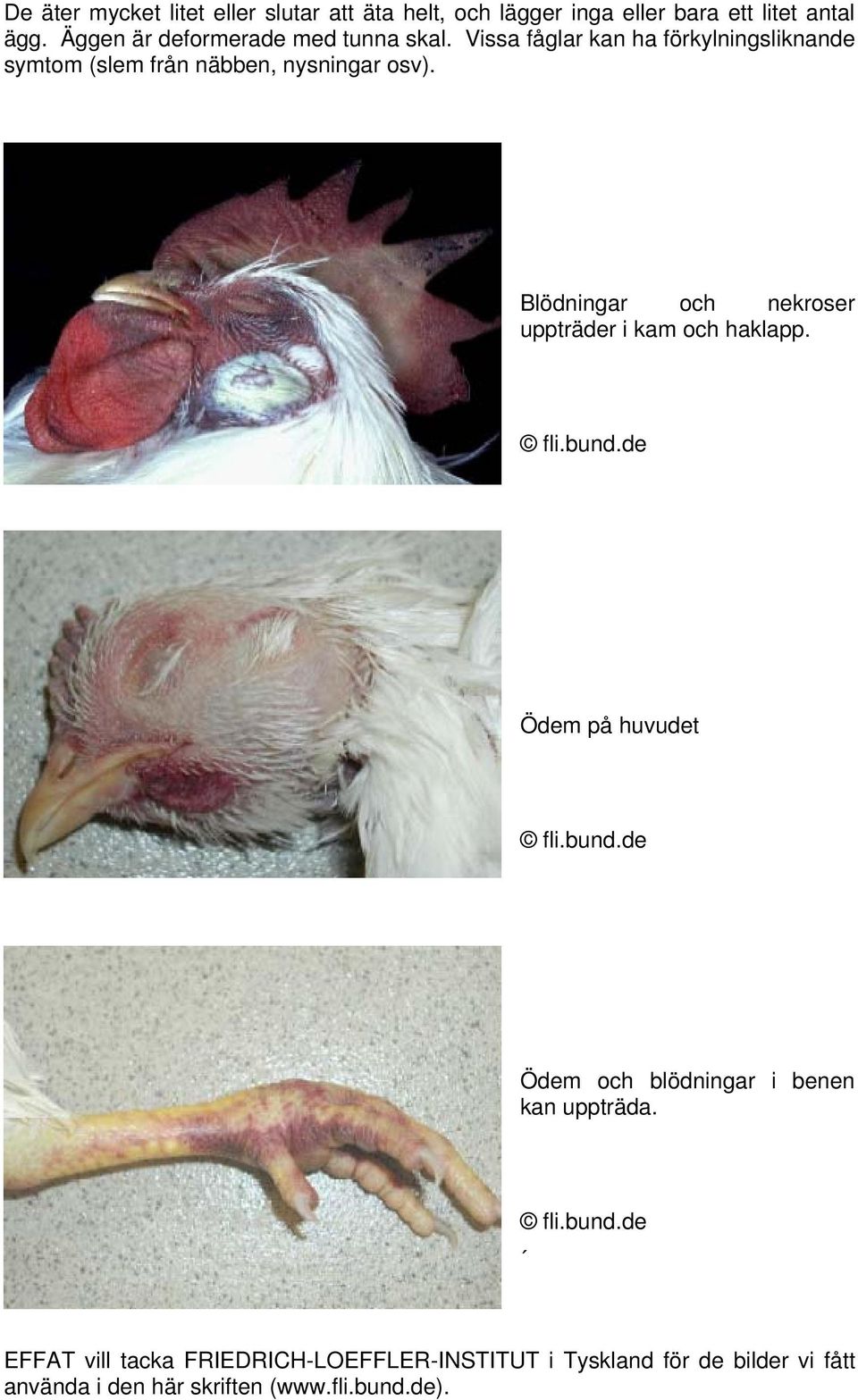 Vissa fåglar kan ha förkylningsliknande symtom (slem från näbben, nysningar osv).