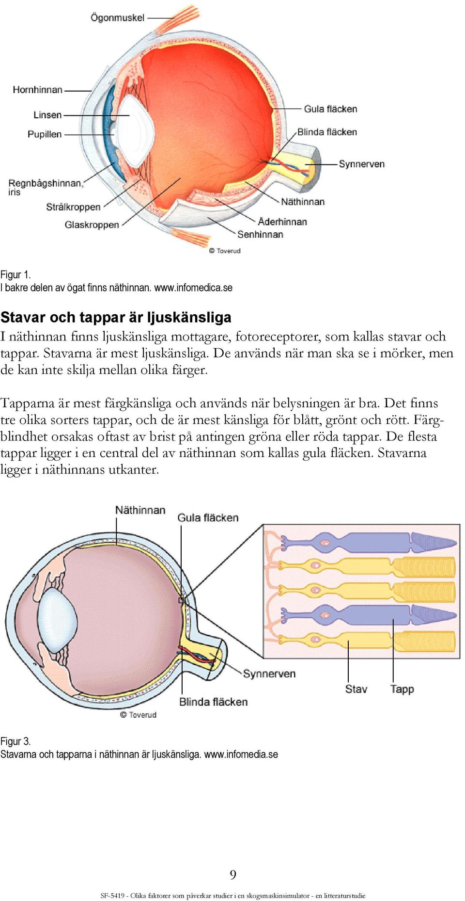 De används när man ska se i mörker, men de kan inte skilja mellan olika färger. Tapparna är mest färgkänsliga och används när belysningen är bra.