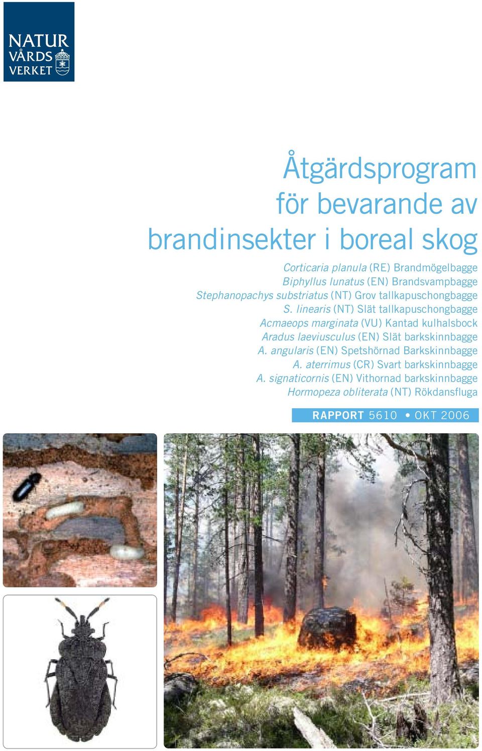 linearis (NT) Slät tallkapuschongbagge Acmaeops marginata (VU) Kantad kulhalsbock Aradus laeviusculus (EN) Slät barkskinnbagge A.