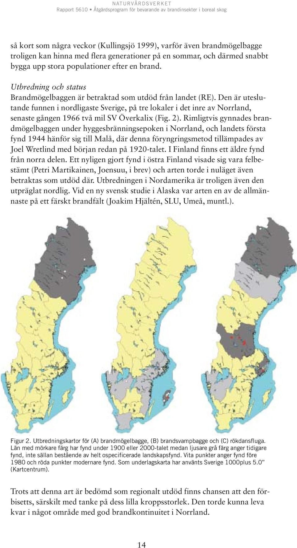 Den är uteslutande funnen i nordligaste Sverige, på tre lokaler i det inre av Norrland, senaste gången 1966 två mil SV Överkalix (Fig. 2).