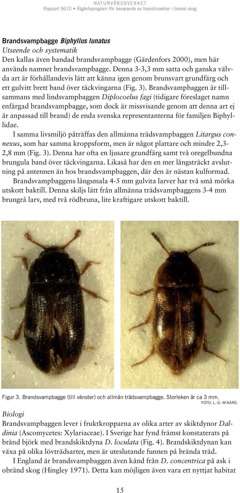 Brandsvampbaggen är tillsammans med lindsvampbaggen Diplocoelus fagi (tidigare föreslaget namn enfärgad brandsvampbagge, som dock är missvisande genom att denna art ej är anpassad till brand) de enda