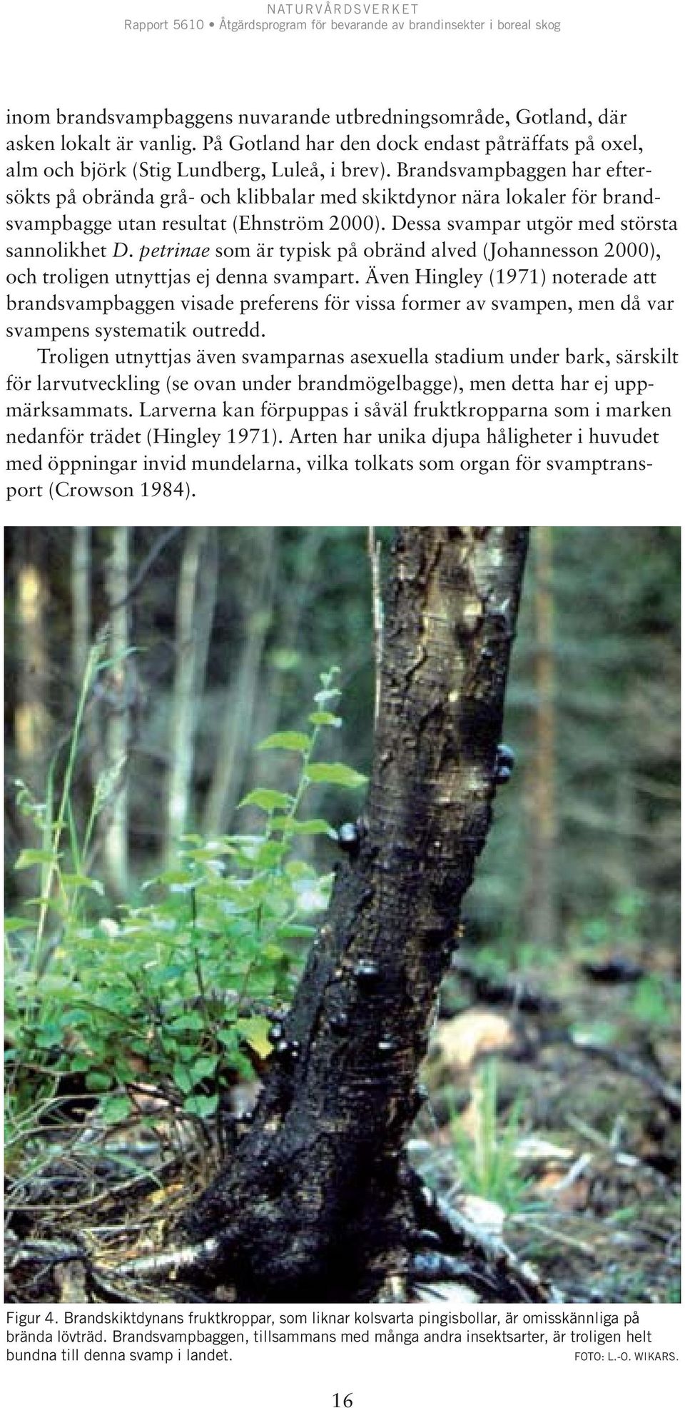 petrinae som är typisk på obränd alved (Johannesson 2000), och troligen utnyttjas ej denna svampart.