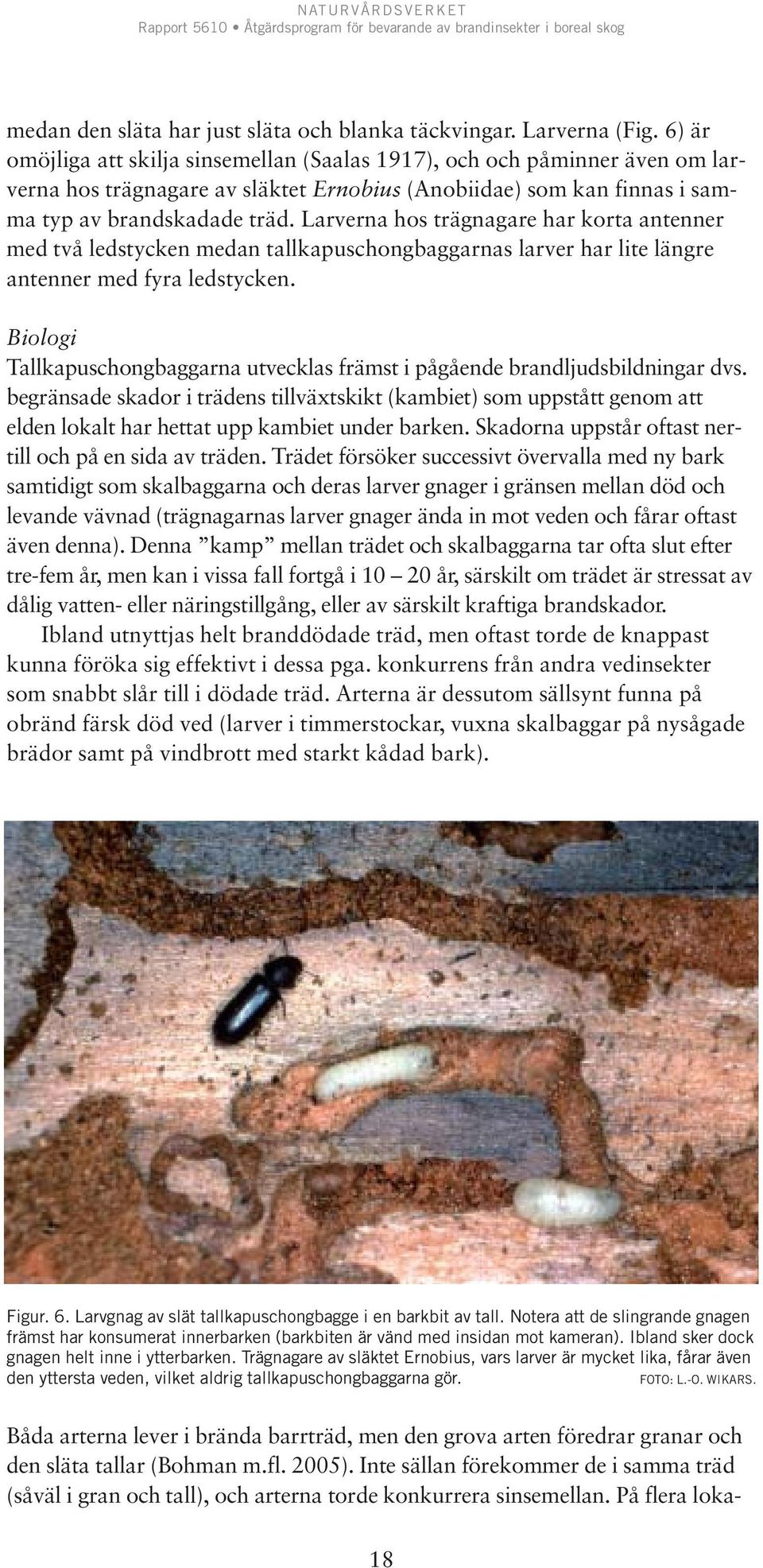 Larverna hos trägnagare har korta antenner med två ledstycken medan tallkapuschongbaggarnas larver har lite längre antenner med fyra ledstycken.
