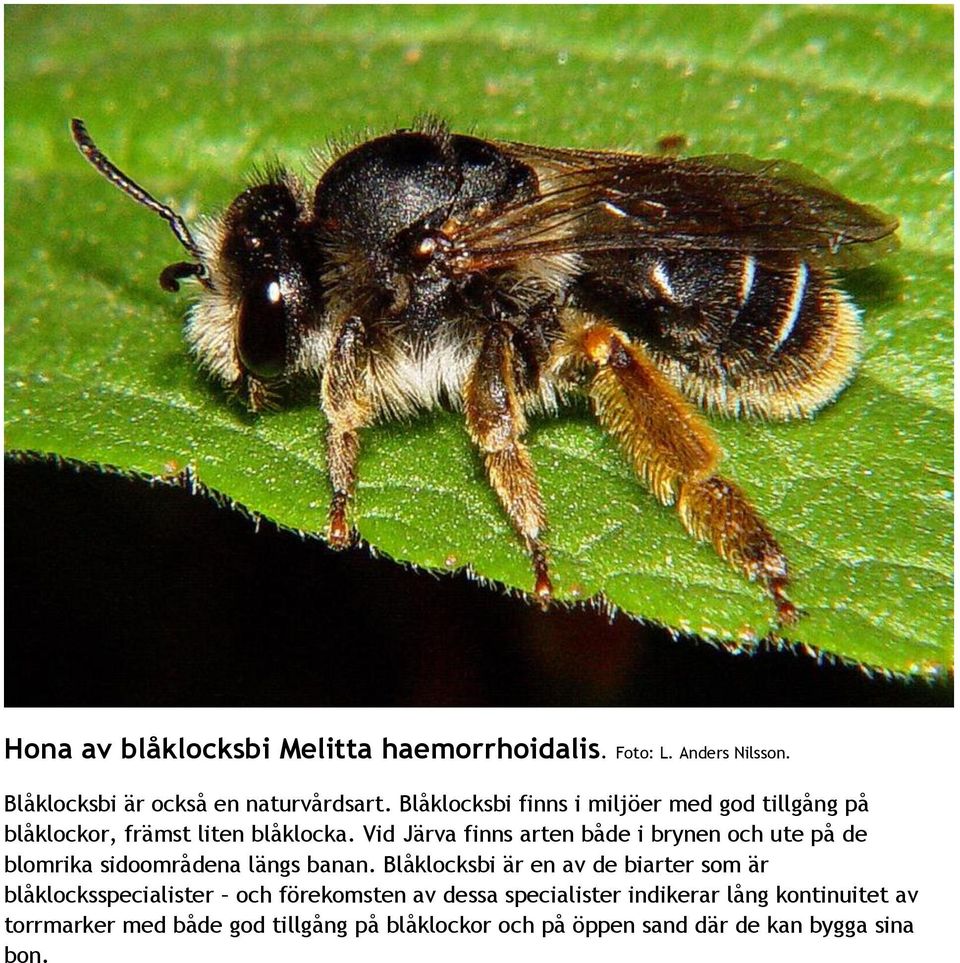 Vid Järva finns arten både i brynen och ute på de blomrika sidoområdena längs banan.