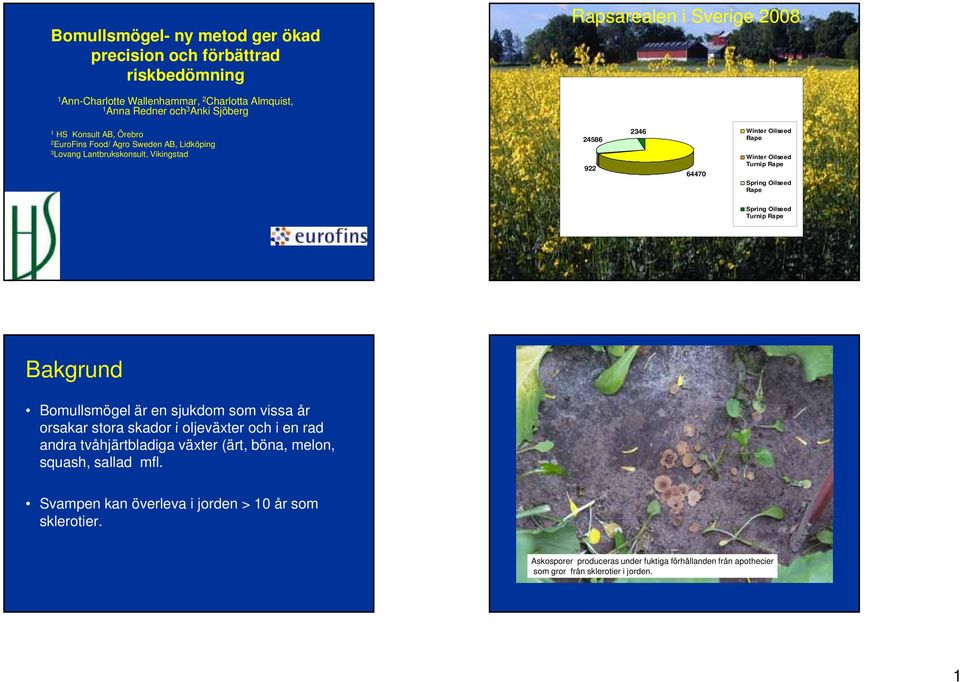 Oilseed Rape Spring Oilseed Turnip Rape Bakgrund Bomullsmögel är en sjukdom som vissa år orsakar stora skador i oljeväxter och i en rad andra tvåhjärtbladiga växter (ärt, böna,