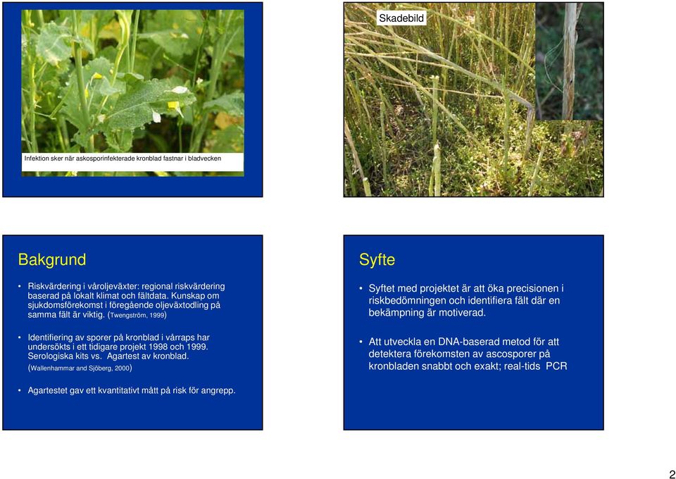 (Twengström, 999) Identifiering av sporer på kronblad i vårraps har undersökts i ett tidigare projekt 998 och 999. Serologiska kits vs. Agartest av kronblad.
