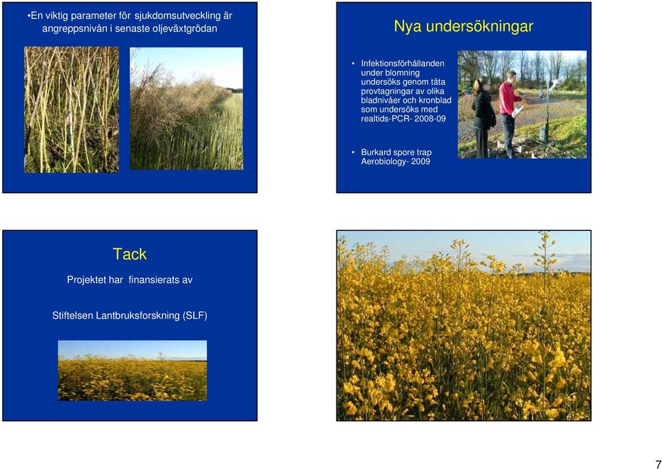 av olika bladnivåer och kronblad som undersöks med realtids-pcr- 2008-09 Burkard spore