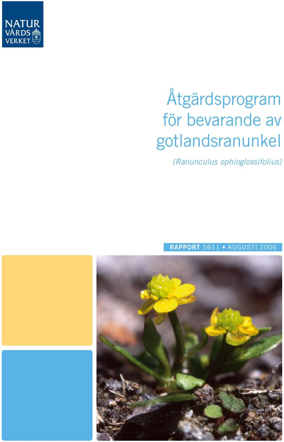 gotlandsranunkel
