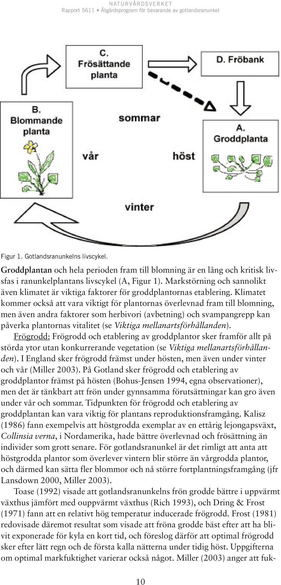 Klimatet kommer också att vara viktigt för plantornas överlevnad fram till blomning, men även andra faktorer som herbivori (avbetning) och svampangrepp kan påverka plantornas vitalitet (se Viktiga