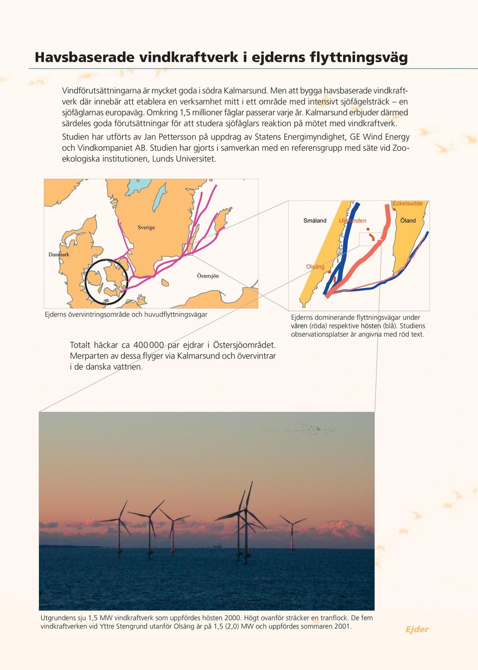 Omkring 1,5 millioner fåglar passerar varje år. Kalmarsund erbjuder därmed särdeles goda förutsättningar för att studera sjöfåglars reaktion på mötet med vindkraftverk.