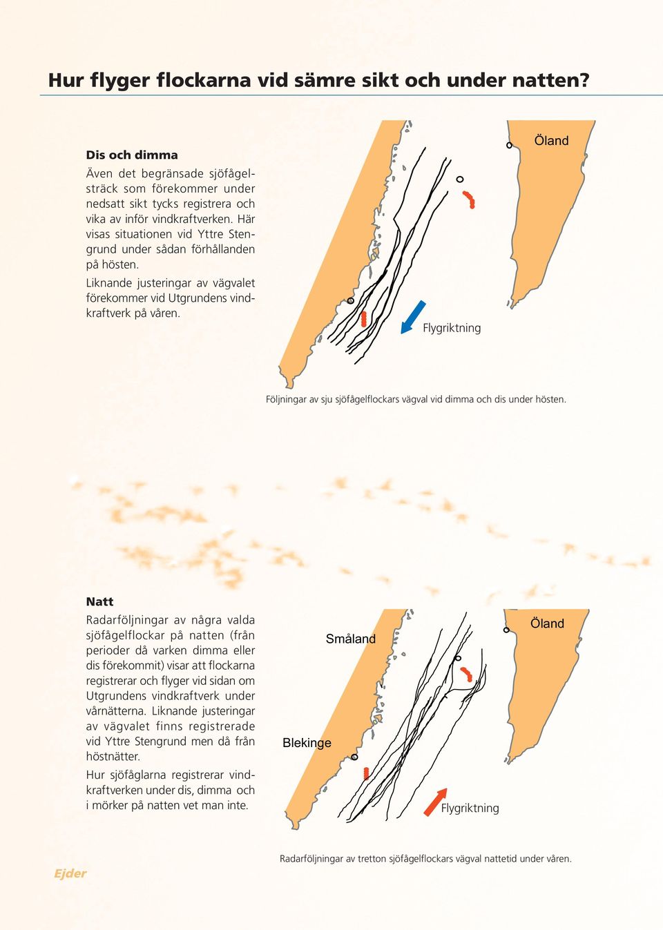Flygriktning Öland Följningar av sju sjöfågelflockars vägval vid dimma och dis under hösten.