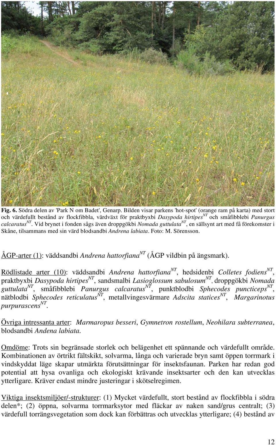 Vid brynet i fonden sågs även droppgökbi Nomada guttulata NT, en sällsynt art med få förekomster i Skåne, tilsammans med sin värd blodsandbi Andrena labiata. Foto: M. Sörensson.