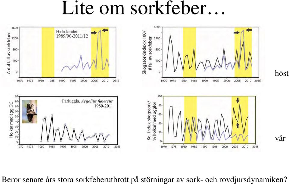 sorkfeberutbrott på