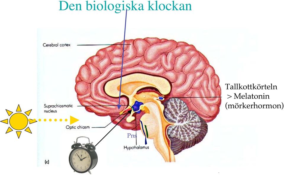 Tallkottkörteln >