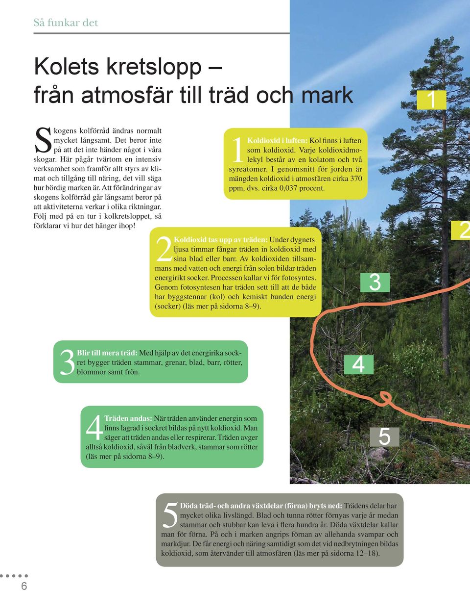 Att förändringar av skogens kolförråd går långsamt beror på att aktiviteterna verkar i olika riktningar. Följ med på en tur i kolkretsloppet, så förklarar vi hur det hänger ihop!