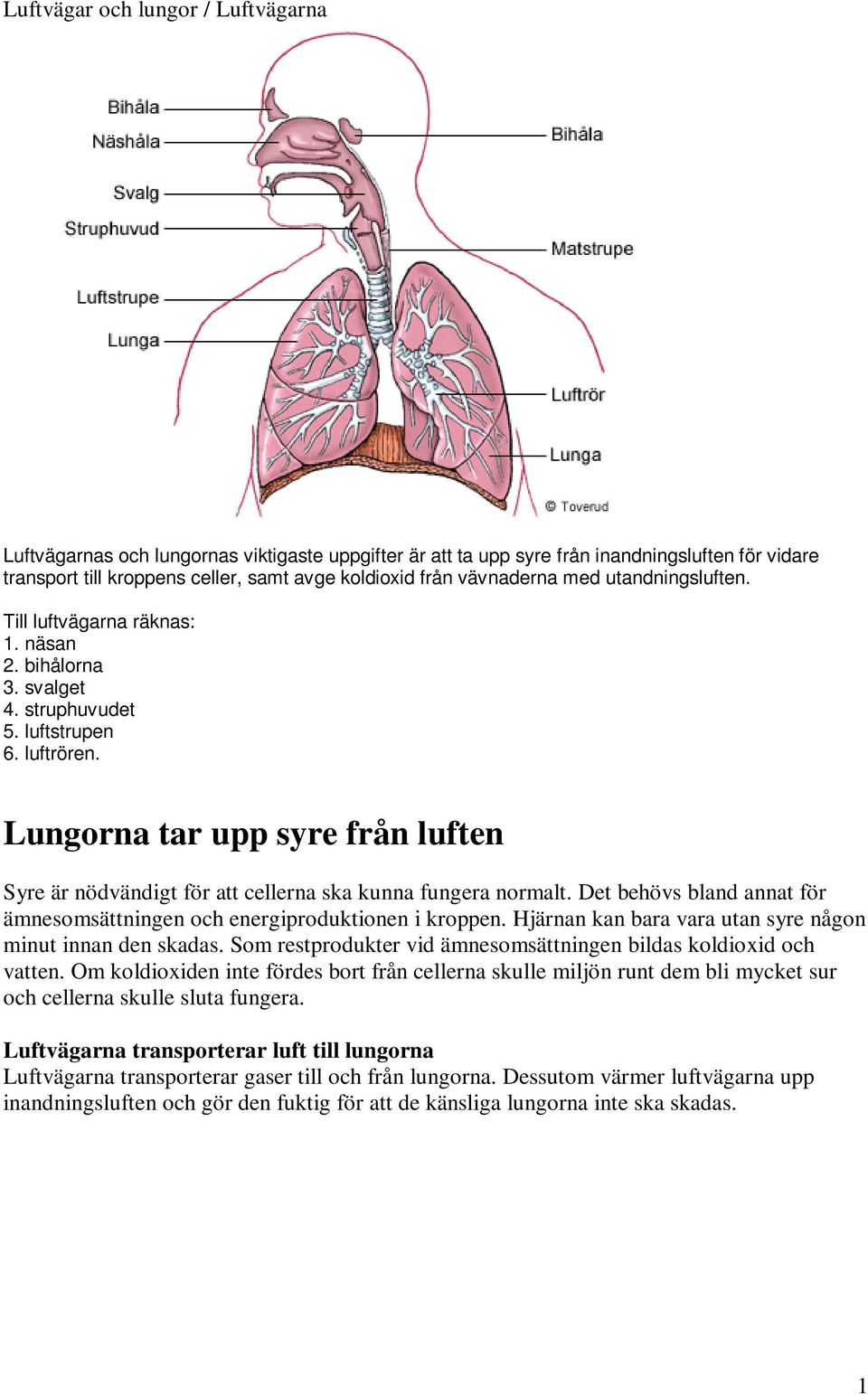 Lungorna tar upp syre från luften Syre är nödvändigt för att cellerna ska kunna fungera normalt. Det behövs bland annat för ämnesomsättningen och energiproduktionen i kroppen.