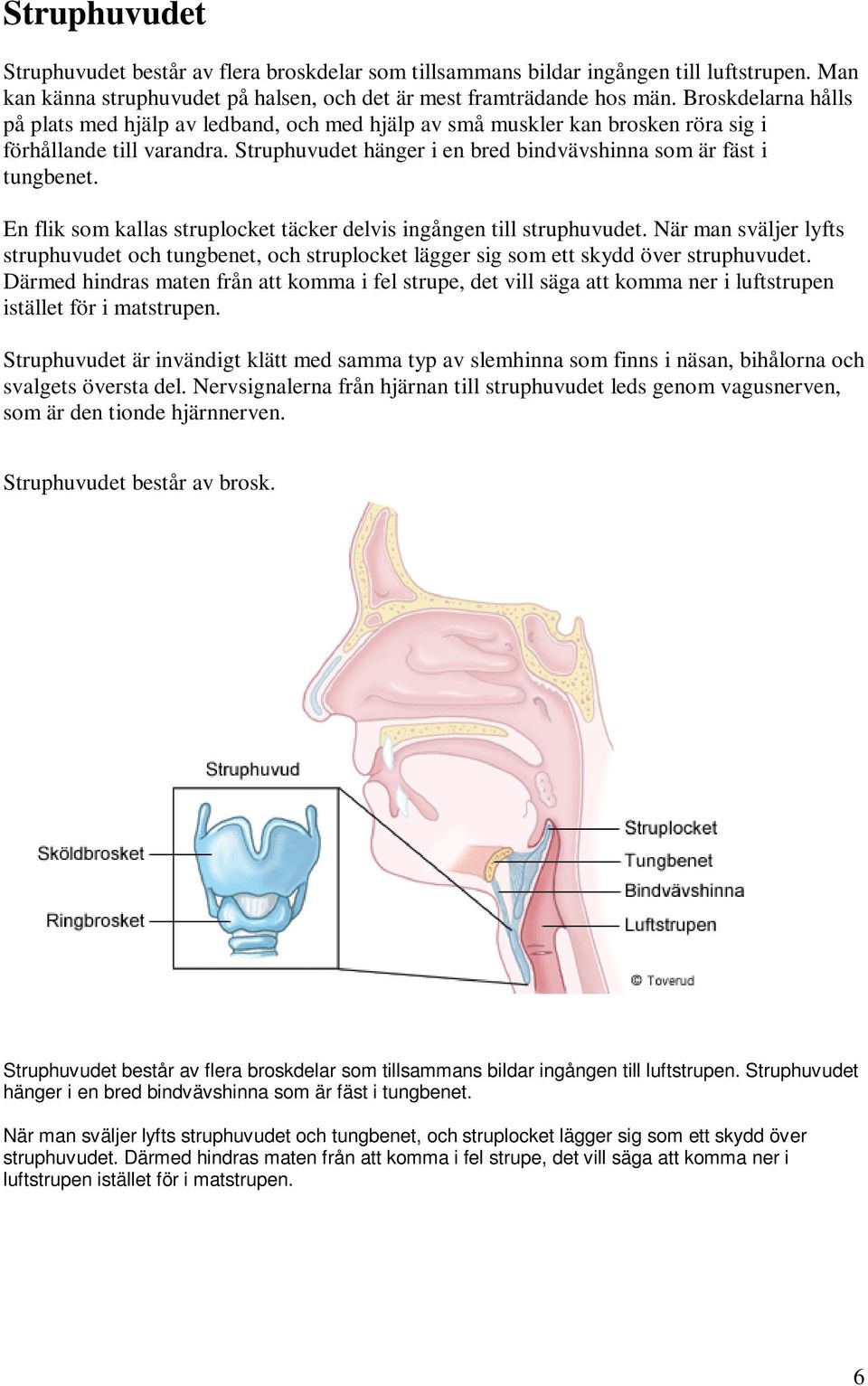 En flik som kallas struplocket täcker delvis ingången till struphuvudet. När man sväljer lyfts struphuvudet och tungbenet, och struplocket lägger sig som ett skydd över struphuvudet.