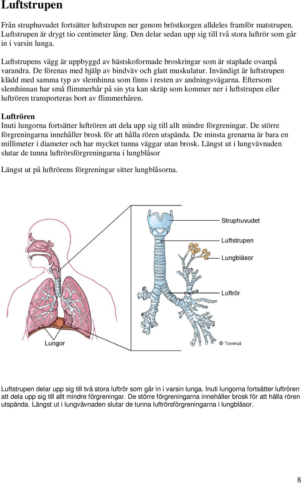 De förenas med hjälp av bindväv och glatt muskulatur. Invändigt är luftstrupen klädd med samma typ av slemhinna som finns i resten av andningsvägarna.